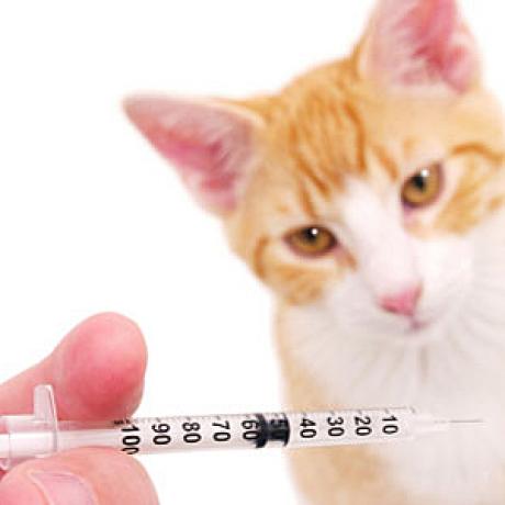 picture of a cat vaccine