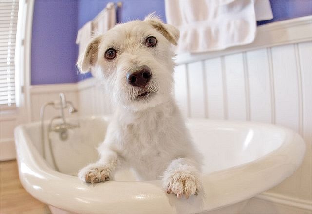 Picture of a dog in bath tub